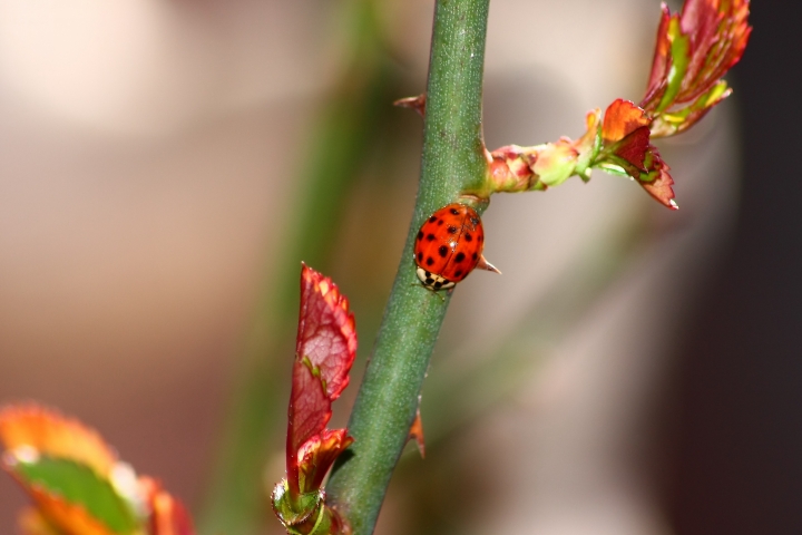 Coccinella: Harmonia axyridis